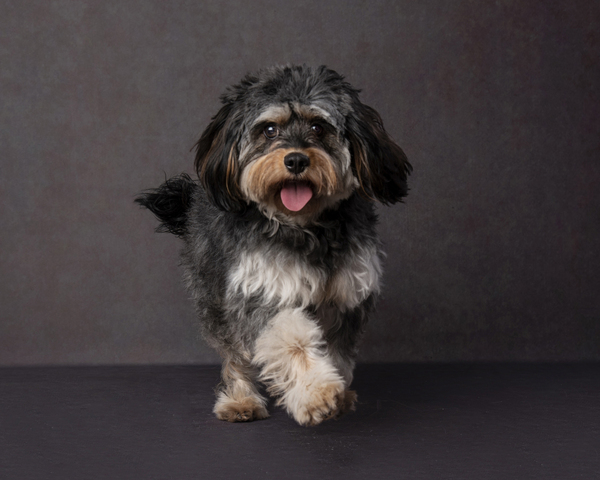 Pet Photography Aberdeen Dog Running