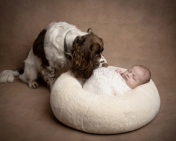 Newborn & Pet Photography Aberdeen Dog Looking At Baby